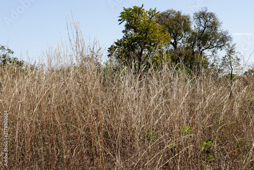 Tall Dry Grass Growing in an Open Field in the Savannas of Brazil that can cause a Fire Hazard