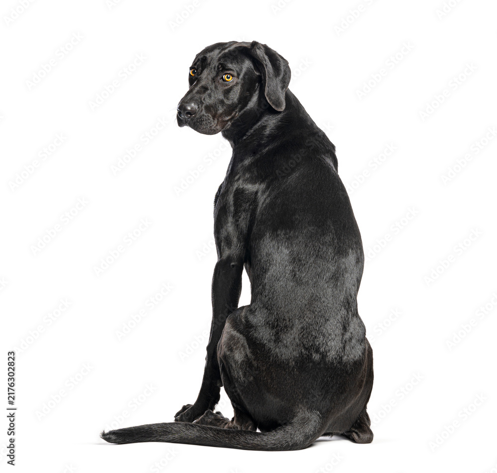 Fototapeta premium Black labrador retriever dog sitting looking back