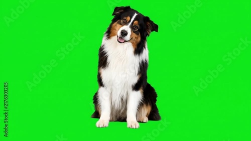 Australian shepherd dog sitting down and looking around with head tilt on a green screen chroma key background