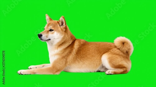 Shiba inu dog lying down and looking around on a green screen chroma key background