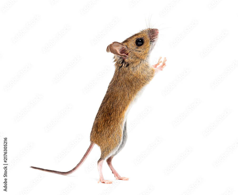 Naklejka premium Wood mouse standing on hind legs sniffing air