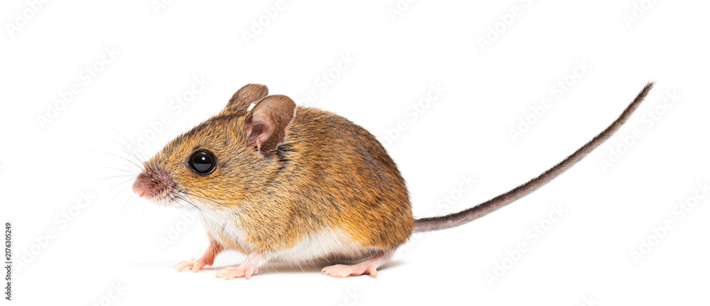 Naklejka premium Wood mouse apodemus sylvaticus standing on white background