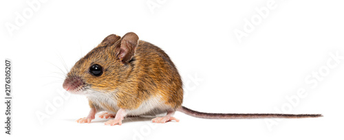 Wood mouse apodemus sylvaticus standing, isolated on white