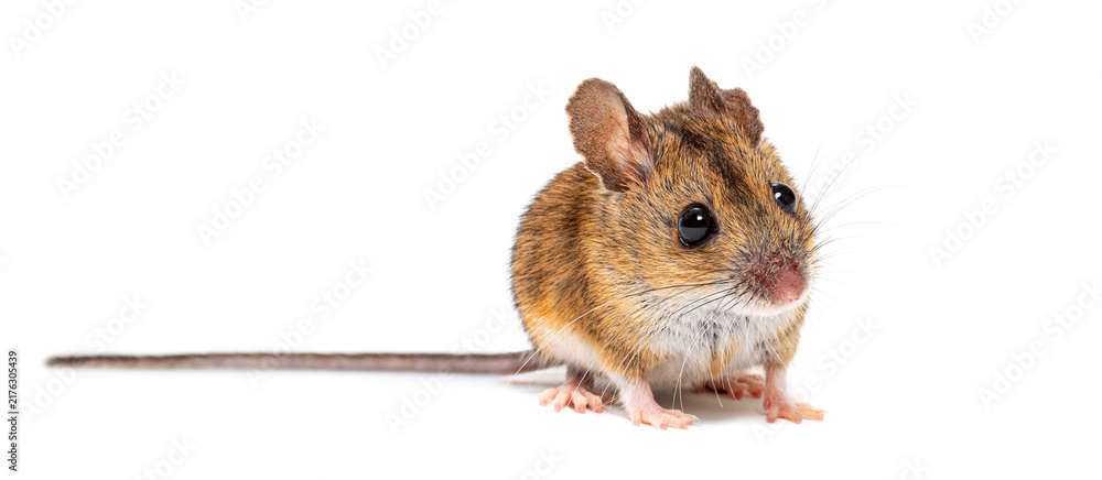 Naklejka premium Wood mouse apodemus sylvaticus isolated white background