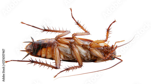 Foto Brown American cockroach lying upside down showing legs and antennae