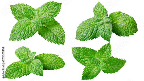 Fotografie Fresh green peppermint leaves arranged in four distinct clusters
