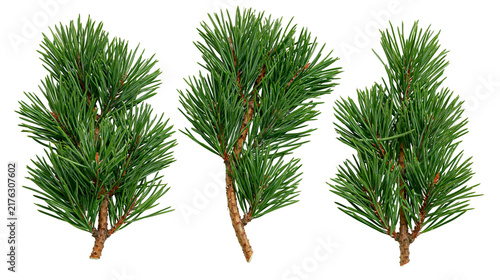Three fresh green pine tree branches with needles and brown wooden stems