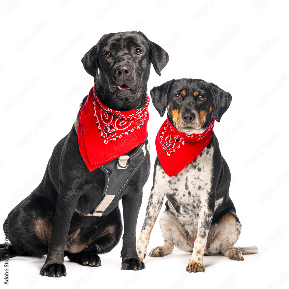 Obraz premium Two black and white dogs wearing red bandanas sitting