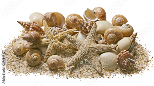 Quadro su tela Assorted spiral seashells and two starfish resting on a pile of beach sand
