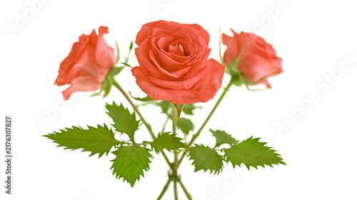 Obraz na plátne Three vibrant coral orange roses with green serrated leaves on thin stems