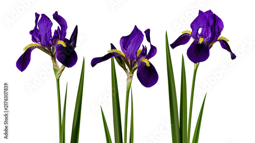 Foto Three vibrant purple iris flowers with yellow beards and green stems