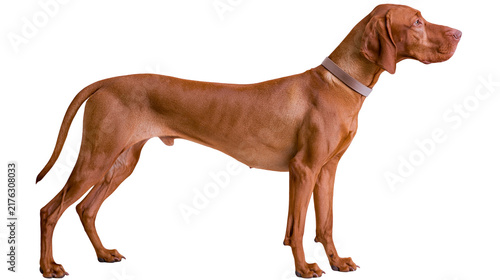 Quadro su tela Hungarian Vizsla dog with a brown leather collar standing in profile