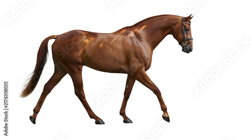 Fotografía Chestnut horse walking with leather bridle and reins