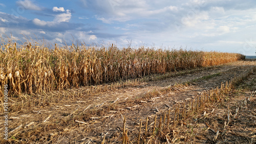 Obraz na płótnie Dry corn stalks ready for harvest in a farm field