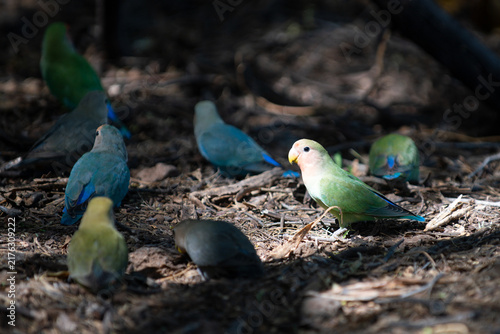 Cuadro en lienzo Group of colorful lovebirds on branch