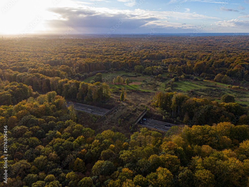 Naklejka premium Wildlife crossing green bridge overpass groenendaal sonian forest