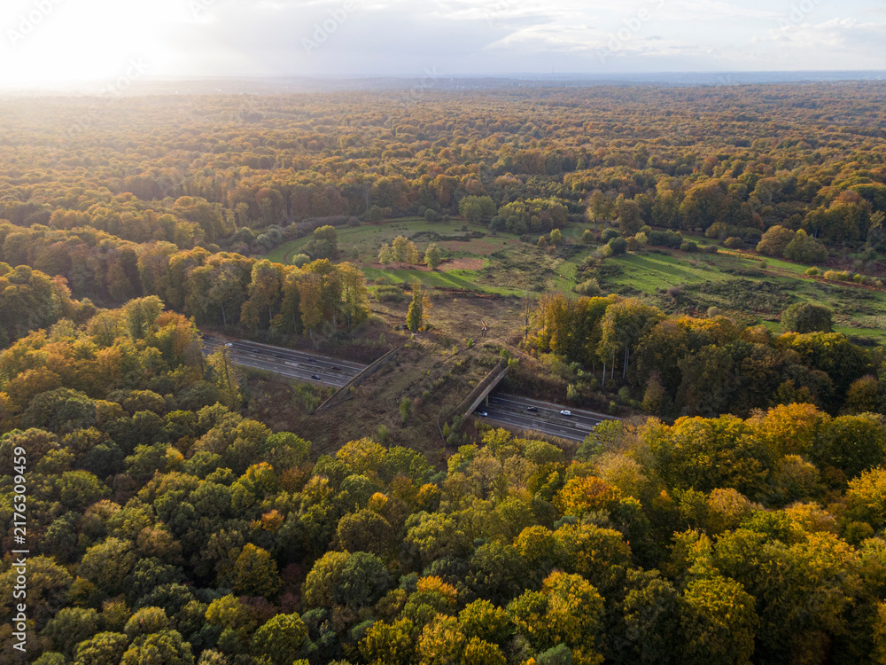 Naklejka premium Groenendaal wildlife crossing over highway in sonian forest
