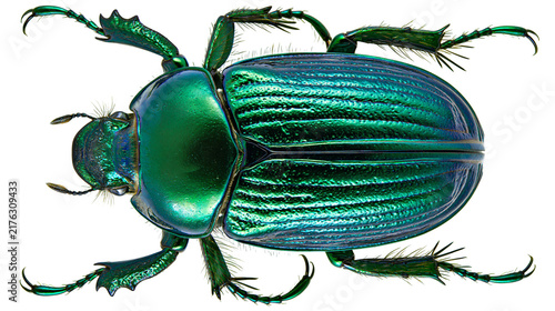 Canvastavla Iridescent metallic green scarab beetle with textured elytra and spiny legs