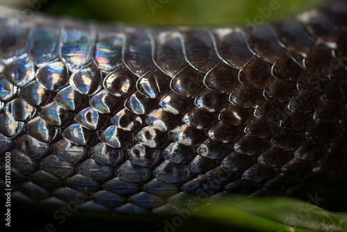 Obraz na płótnie Leathery snake texture