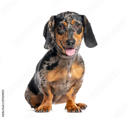 Foto Dapple dachshund sitting happy looking at camera