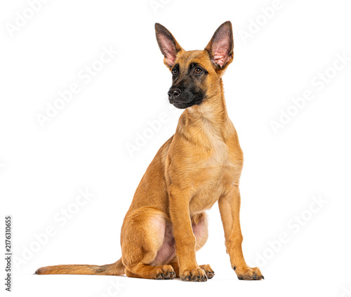 Bild auf Leinwand Belgian malinois puppy sitting looking sidewise
