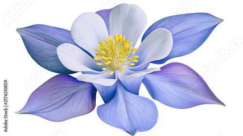 Canvastavla Blue and white columbine flower with bright yellow stamen center
