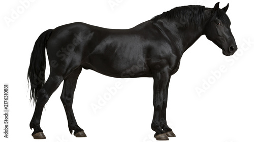 Majestic black stallion horse standing in profile view