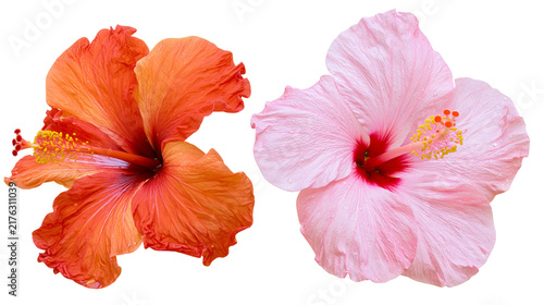 Canvastavla Vibrant orange and soft pink hibiscus flowers with prominent yellow stamens