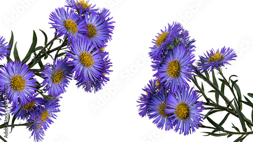 Vibrant purple aster flowers with yellow centers on green stems