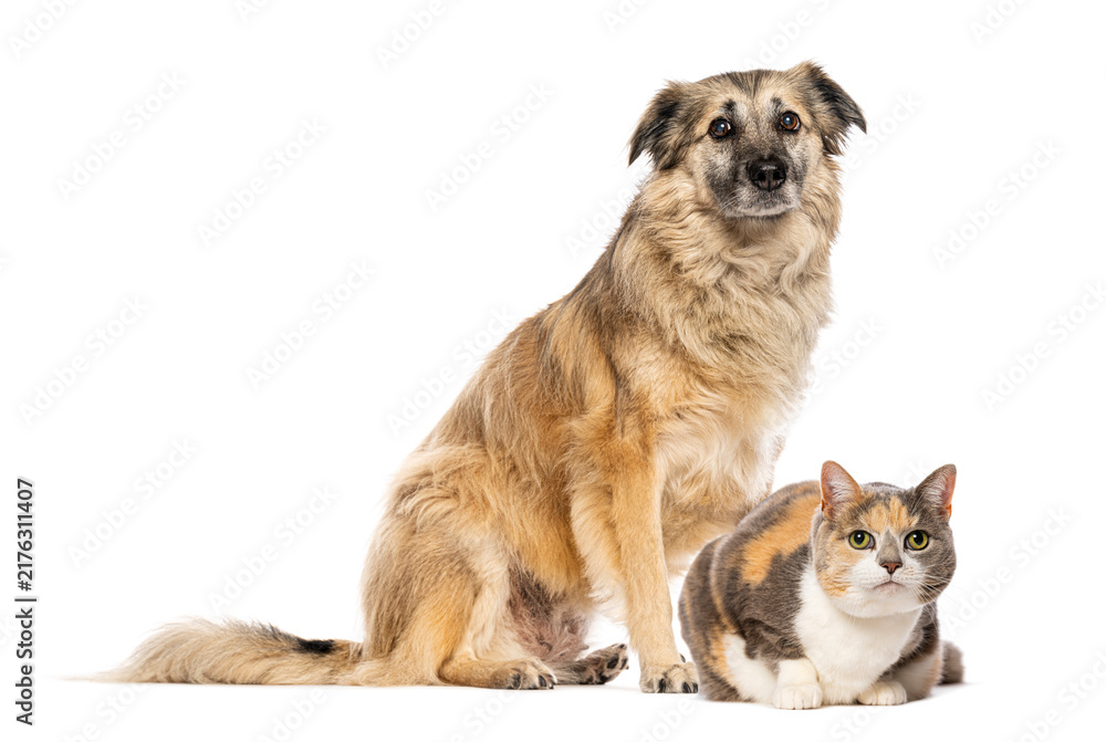 Fototapeta premium Dog and calico cat sitting together