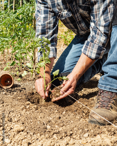 Close-up of farmer's hands planting tomato seedling in soil in organic field. Garden work in spring. Traditional agriculture.