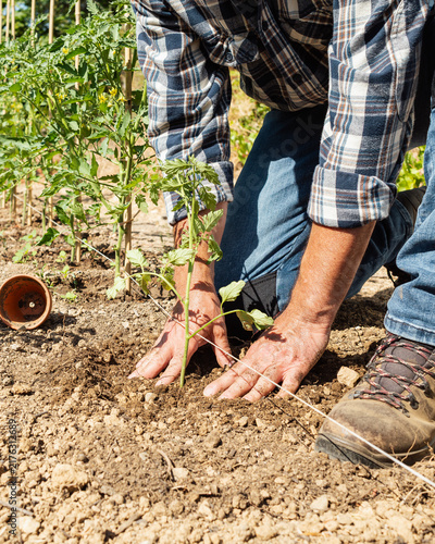 Close-up of farmer's hands planting tomato seedling in soil in organic field. Garden work in spring. Traditional agriculture.