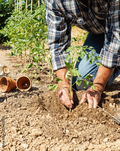 Close-up of farmer's hands planting tomato seedling in soil in organic field. Garden work in spring. Traditional agriculture.