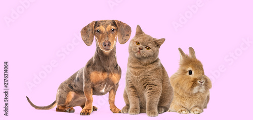 Фотография Dachshund dog, british shorthair cat, rabbit posing together