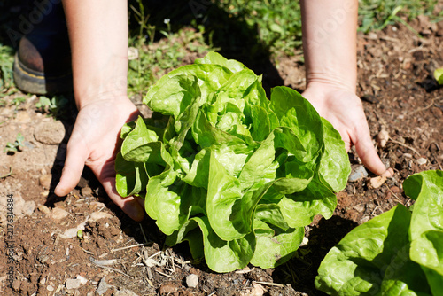 Canvastavla Close Up of Farmer Hands Holding Fresh Green Butterhead Lettuce Head in Organic