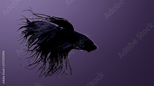 Betta fish silhouette with flowing fins against purple background
