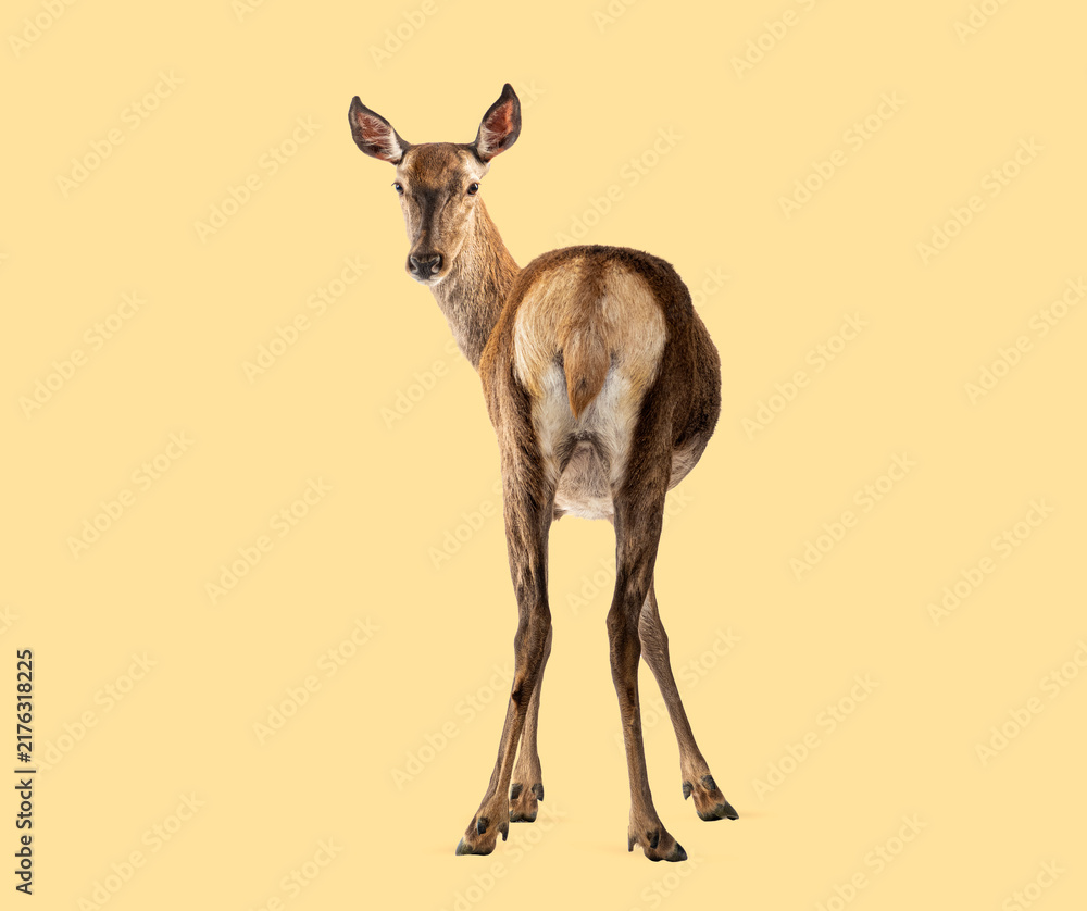Naklejka premium Female red deer turning head looking back