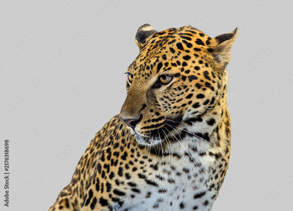 Fototapeta premium Leopard head looking sideways showing beautiful fur