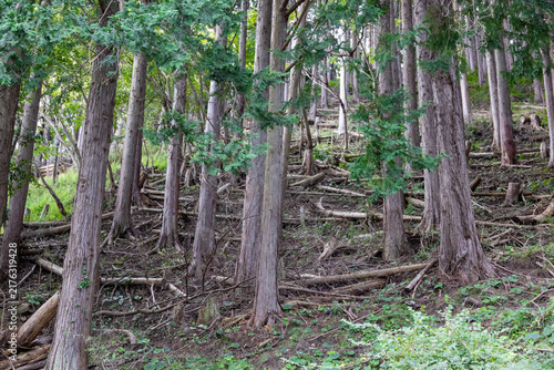 Fototapeta 立ち木が連なる山肌に、間伐材や倒木が散乱する森林