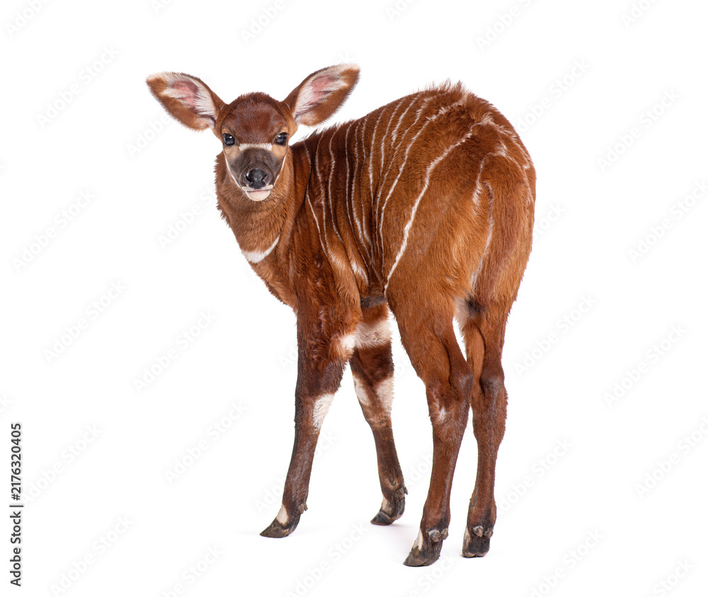 Naklejka premium Young bongo, tragelaphus eurycerus, one month old bongo antelope calf standing looking at viewer