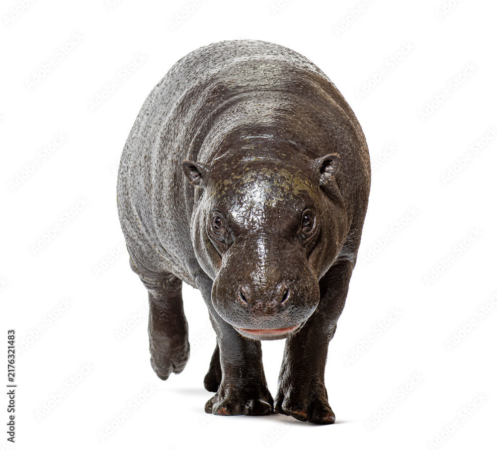 Naklejka premium Pygmy hippopotamus one year old walking forward