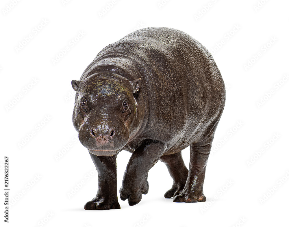 Naklejka premium Pygmy hippopotamus one year old walking forward