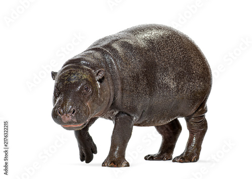 фотографія Young pygmy hippo walking facing forward