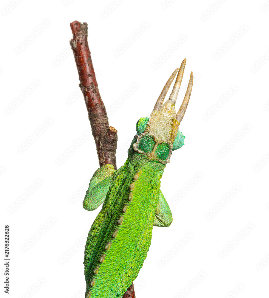 Naklejka premium Jackson's horned chameleon perching on a brown stick