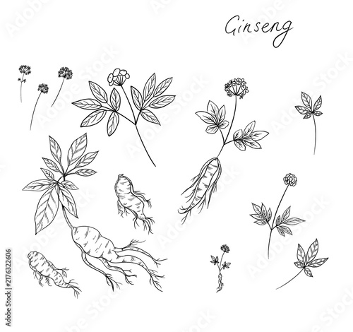 Panax ginseng, Asian ginseng, Chinese ginseng, or Korean ginseng  - black and white sketch, on white background