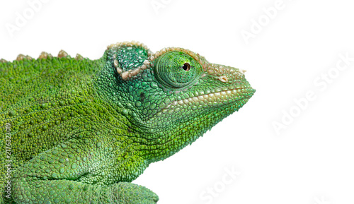 Bild auf Leinwand Jackson's horned chameleon female showing vibrant green skin texture