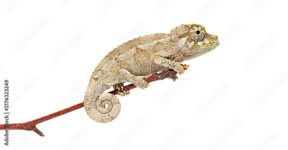 Obraz premium Jackson's horned chameleon baby perched on branch
