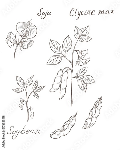 Soybean,  soya bean, Glycine max - illustration on white background