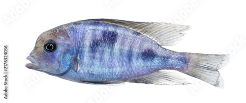 Obraz na plátne Blue cichlid freshwater aquarium fish swimming