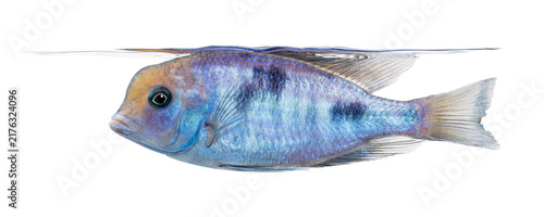 Obraz na plátně Blue dolphin cichlid swimming in water over white background